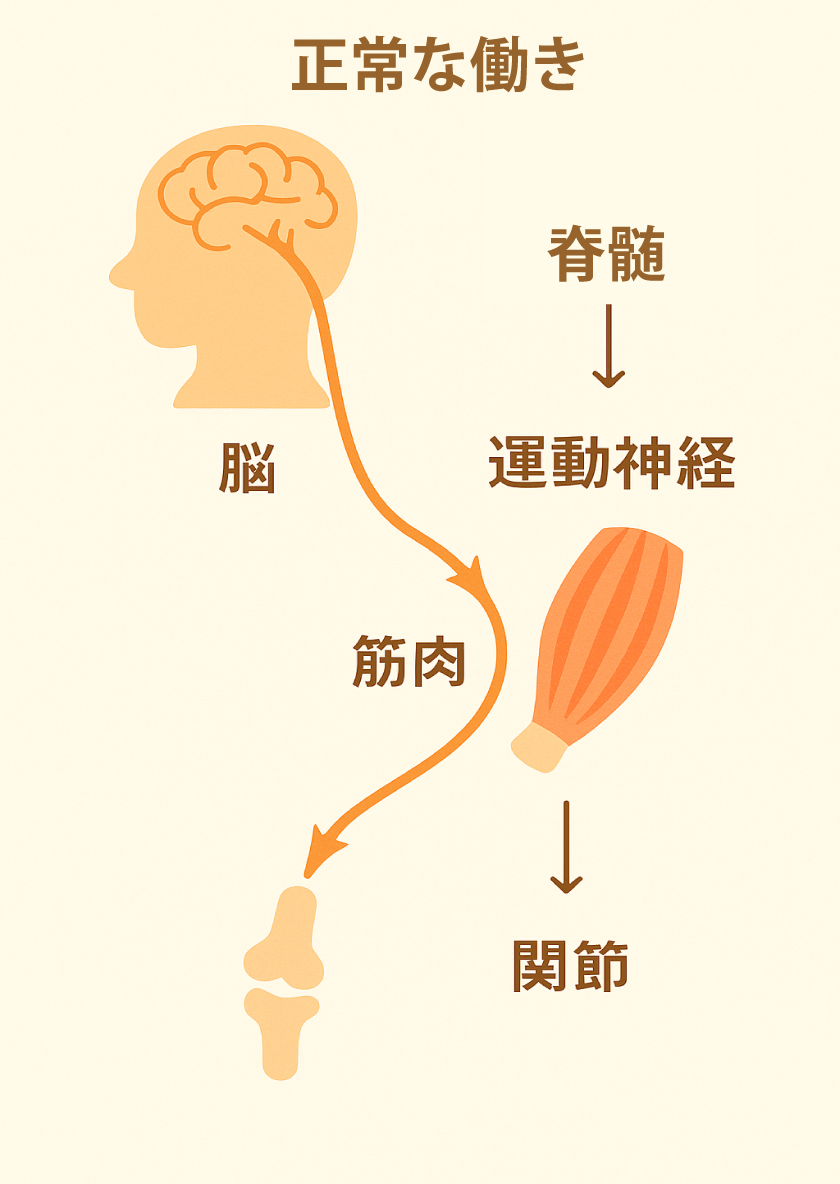 神経の働きイラスト